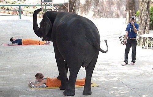 Choáng với kiểu massage bằng… voi tại Thái Lan
